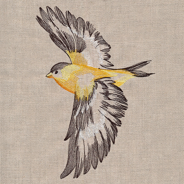 Contours of Beauty Goldfinch