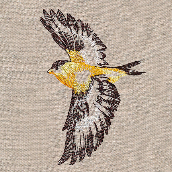 Contours of Beauty Goldfinch