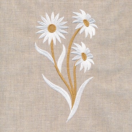 Golden Harvest Daisy