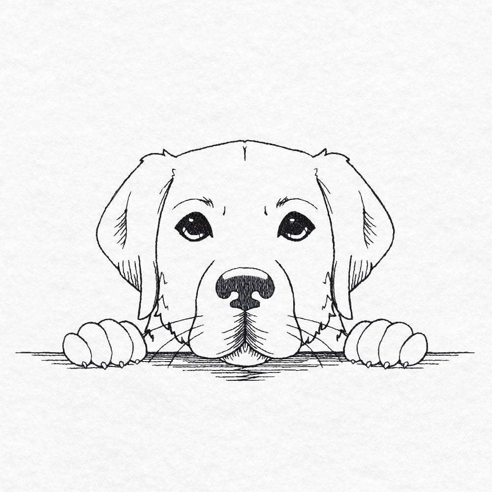 Peeking Labrador Retriever Sketch