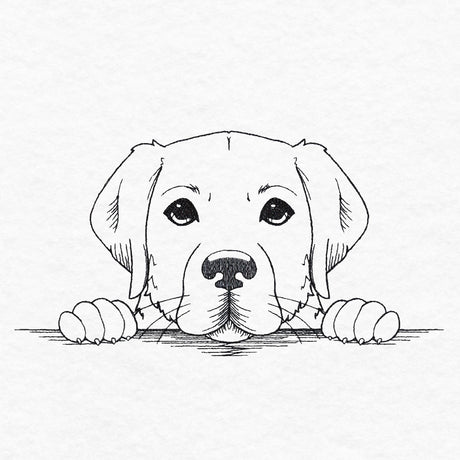 Peeking Labrador Retriever Sketch
