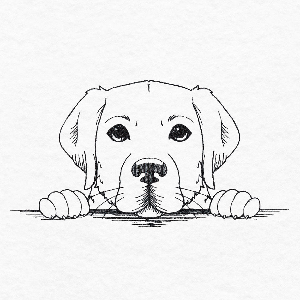 Peeking Labrador Retriever Sketch