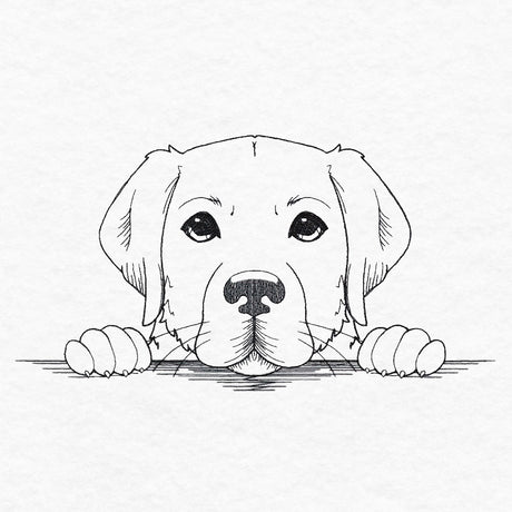 Peeking Labrador Retriever Sketch