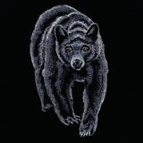 Majestic Walking Black Bear