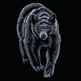 Majestic Walking Black Bear