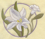 Easter Lilies in Bloom