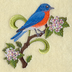 Missouri Eastern Bluebird and Hawthorn Medley