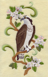 Nova Scotia Osprey and Mayflower Medley