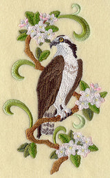 Nova Scotia Osprey and Mayflower Medley