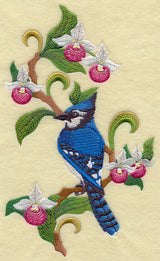 Prince Edward Island Blue Jay and Lady's Slipper Medley