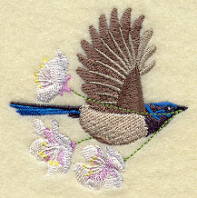 Flying Superb Fairywren with Blossoms