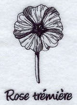 Hollyhock - Rose Tremiere