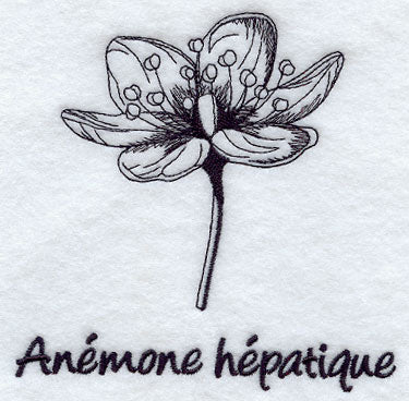 Hepatica - Anemone Hepatique