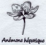 Hepatica - Anemone Hepatique