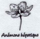 Hepatica - Anemone Hepatique