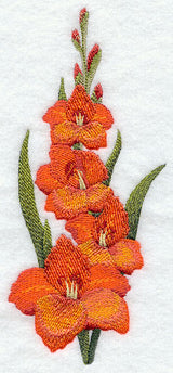 Gladiolus