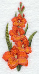 Gladiolus