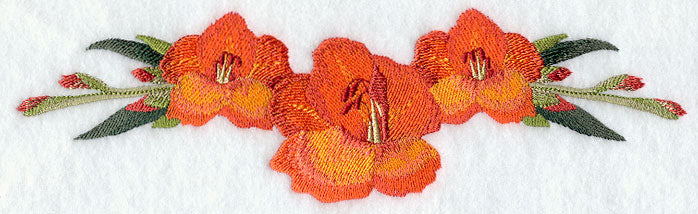 Gladiolus Border
