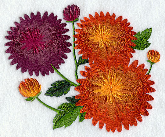 Chrysanthemums in Bloom