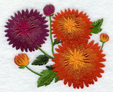 Chrysanthemums in Bloom