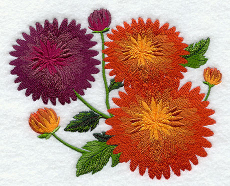 Chrysanthemums in Bloom