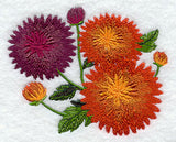 Chrysanthemums in Bloom