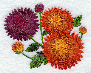 Chrysanthemums in Bloom