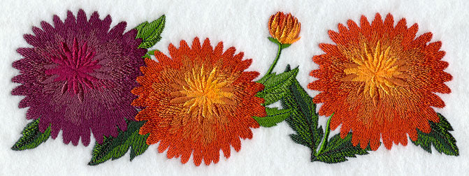 Chrysanthemum Border