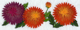 Chrysanthemum Border