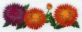Chrysanthemum Border