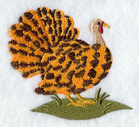 Wild Turkey - Cheetah