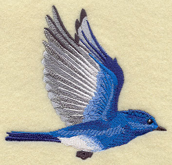Flying Mountain Bluebird