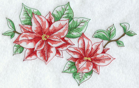 Silent Night Poinsettias