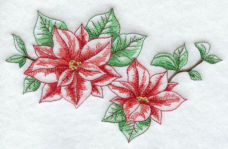 Silent Night Poinsettias