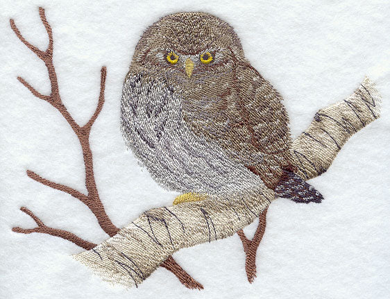 Northern Pygmy Owl