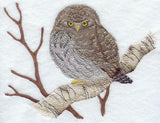Northern Pygmy Owl