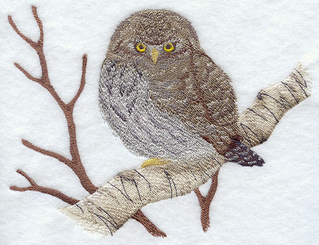 Northern Pygmy Owl