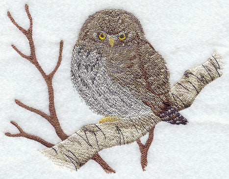 Northern Pygmy Owl