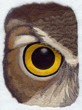 Eye of the Owl