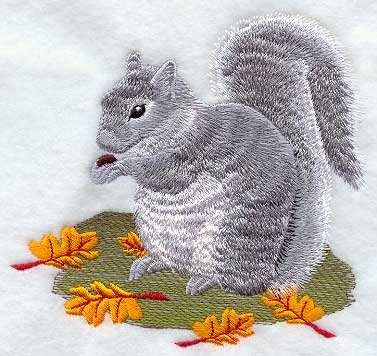 Gray Squirrel