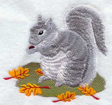 Gray Squirrel