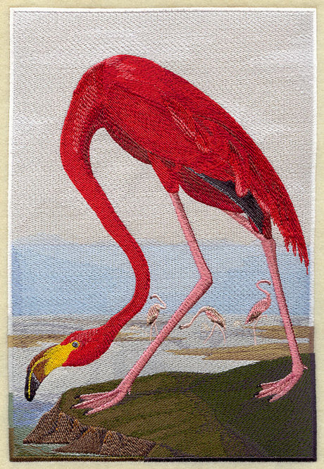 American Flamingo