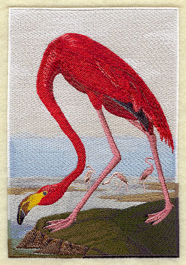American Flamingo