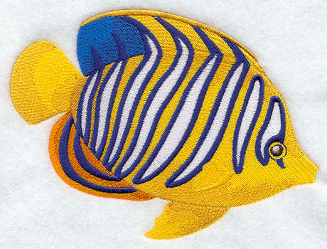 Angelfish