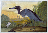 Little Blue Heron