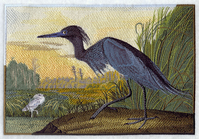 Little Blue Heron