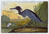 Little Blue Heron