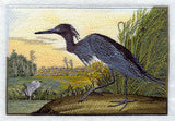 Little Blue Heron