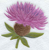 Common Knapweed