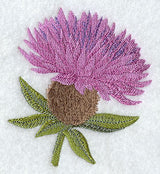 Common Knapweed